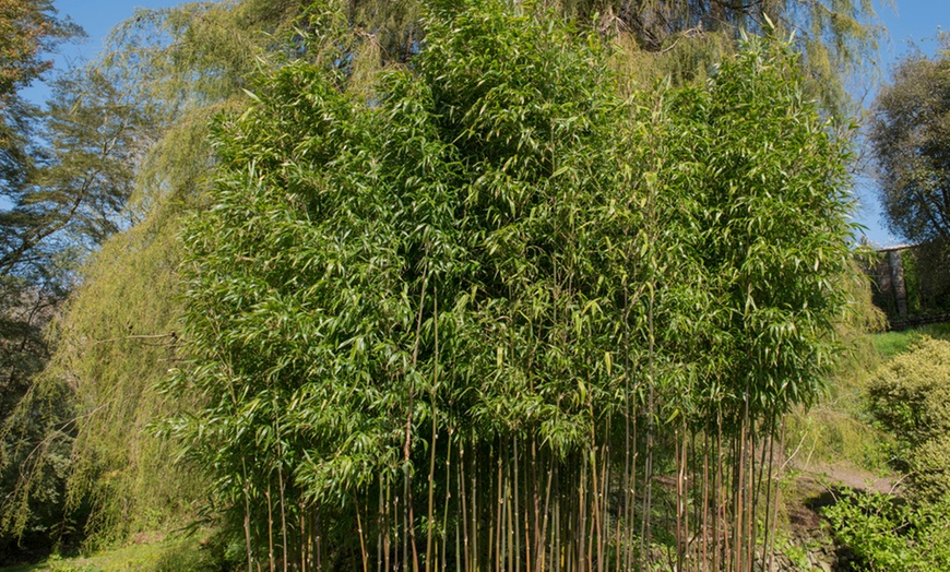 Image 3: Evergreen Bamboo 'Semiarundinaria' – 1, 3 or 5 Potted Plants