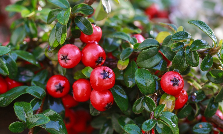 Image 1: Weeping Cotoneaster in 3-Litre Pot