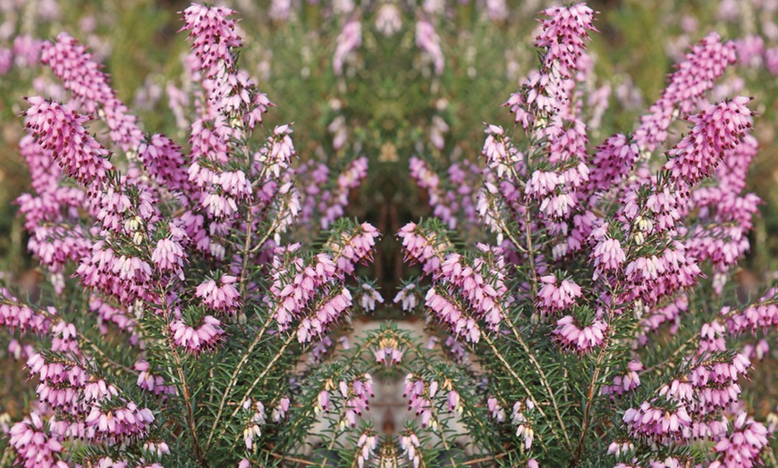 Image 6: Evergreen Heather Collection