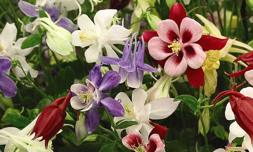 Image 7: Perennial Plant Collection Japanese Anemone, Echinacea and Delphinium