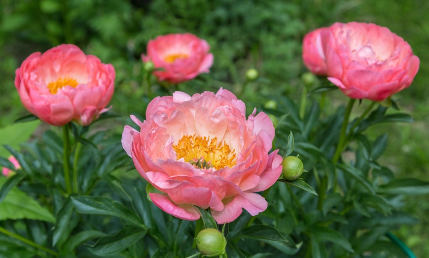 Image 1: Peony Pink Hawaiian Coral