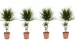 1x, 2x oder 4x Drachenbaum „Marginata” - Second Medium