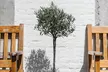 1x oder 2x winterharter Olivenbaum XXL - Second Medium
