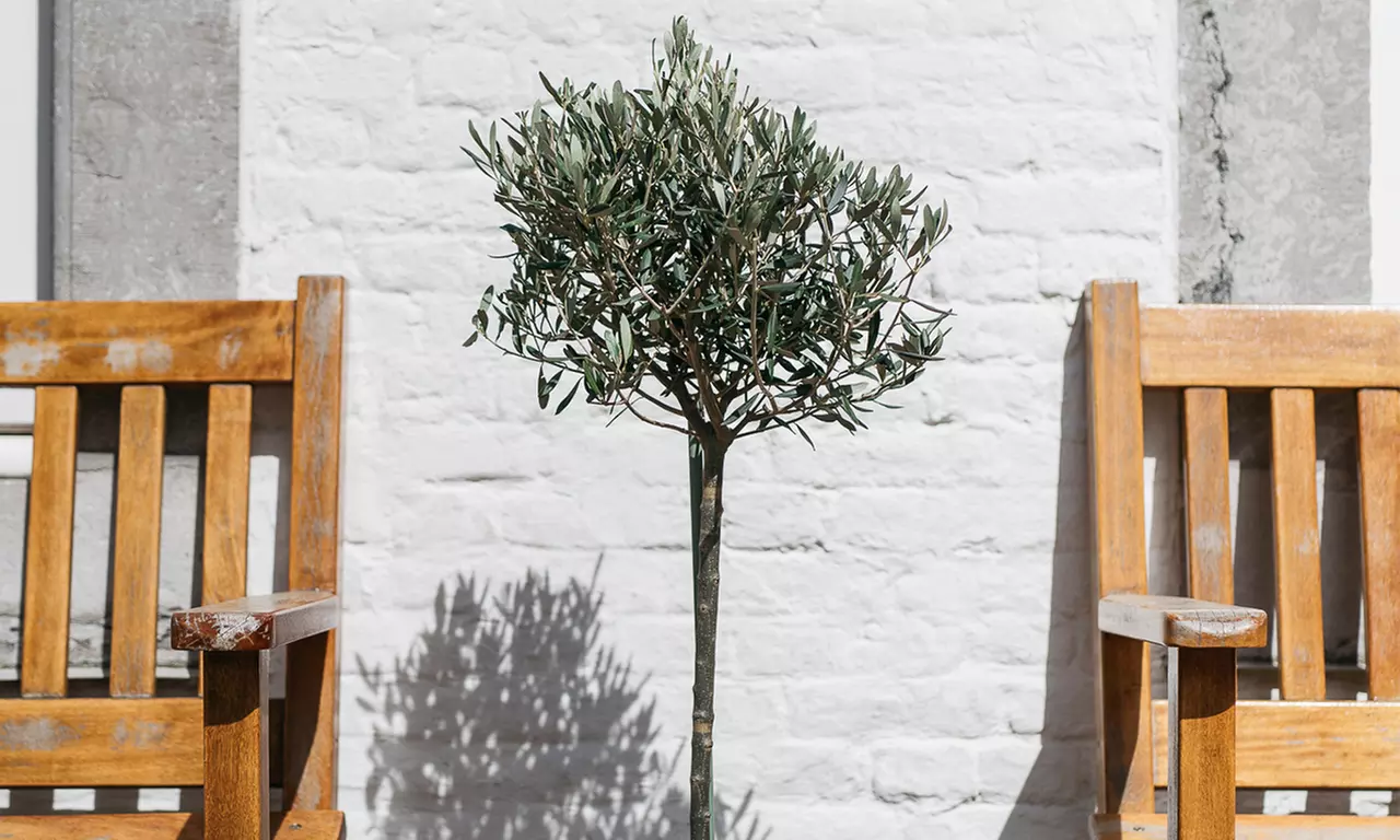 1x oder 2x winterharter Olivenbaum