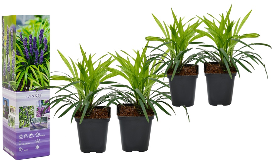 Image 2: Set da 4 o 8 piante Liriope Muscari