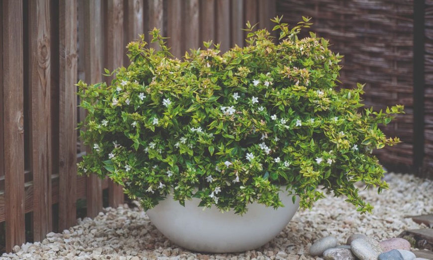 Image 4: Up To Three Fragrant Shrub 'Abelia Kaleidoscope' Plants