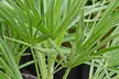 Dwarf Fan Palm 'Chamaerops Humilis Vulcano' - 1 or 2 Potted Plants - Image 4