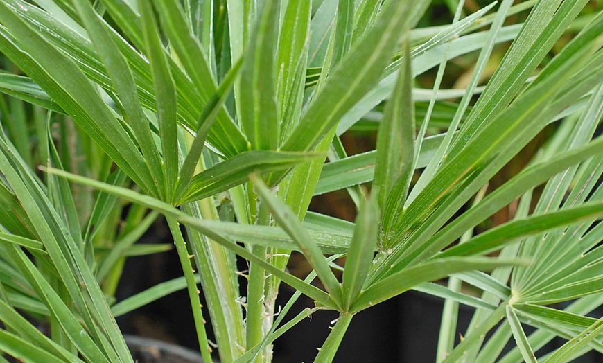 Image 4: Dwarf Fan Palm 'Chamaerops Humilis Vulcano' - 1 or 2 Potted Plants