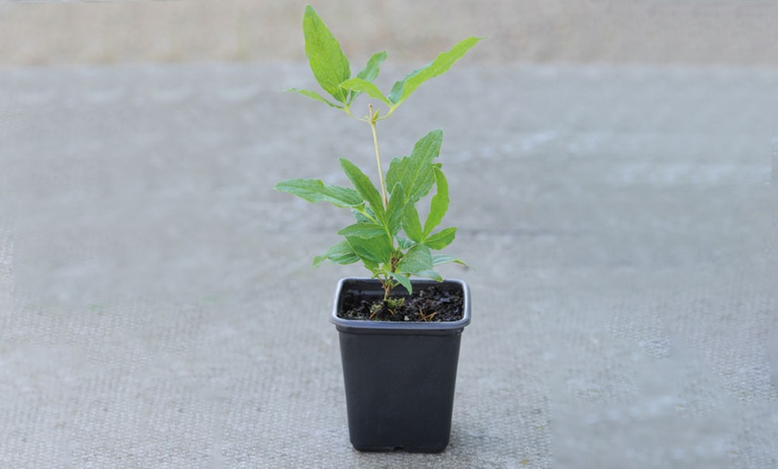 Image 2: One, Two or Three Clematis Napaulensis Plants in 7cm Pots