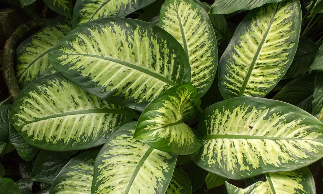 1 ou 2 lots de 3 Dieffenbachia, 30-40 cm à la livraison : Compacta', 'Camilla' et 'Green Magic' - Primary Image