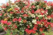 2 ou 4 plants de Pieris "Forest Flame" 25-40 cm Rootz - Second Medium