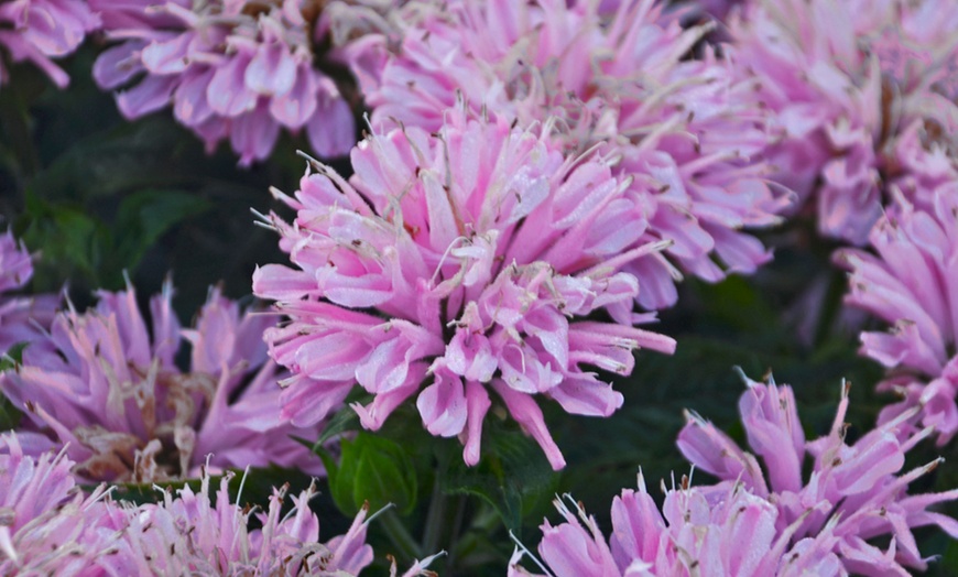 Image 4: 6, 12 or 18 Monarda Plants
