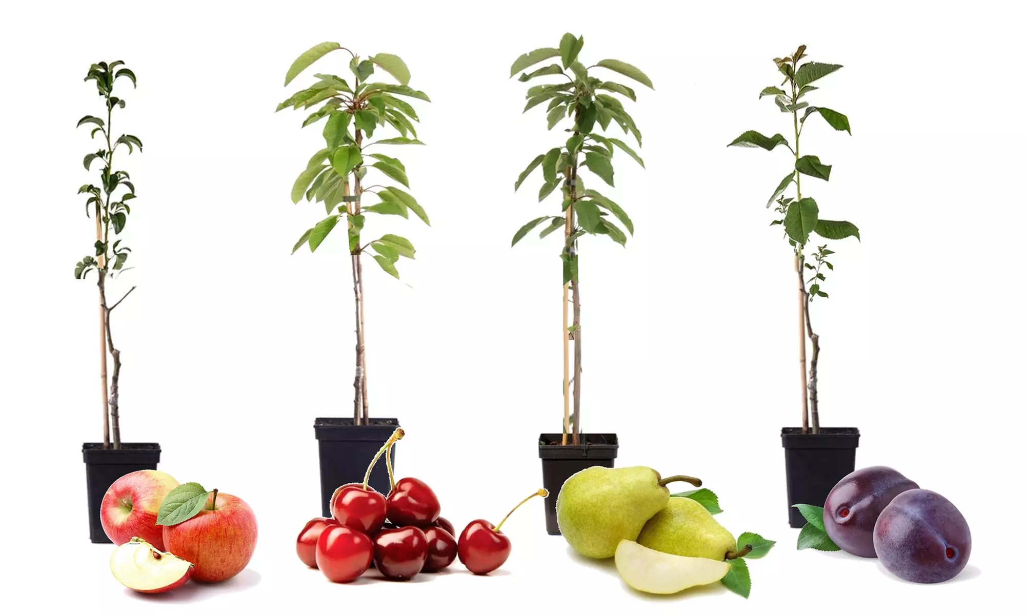 4er- oder 8er-Set Säulen-Obst-Kollektion