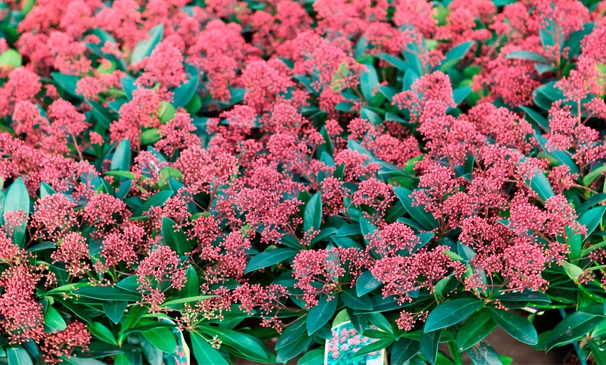 Image 3: Skimmia Japonica Rubella Plant