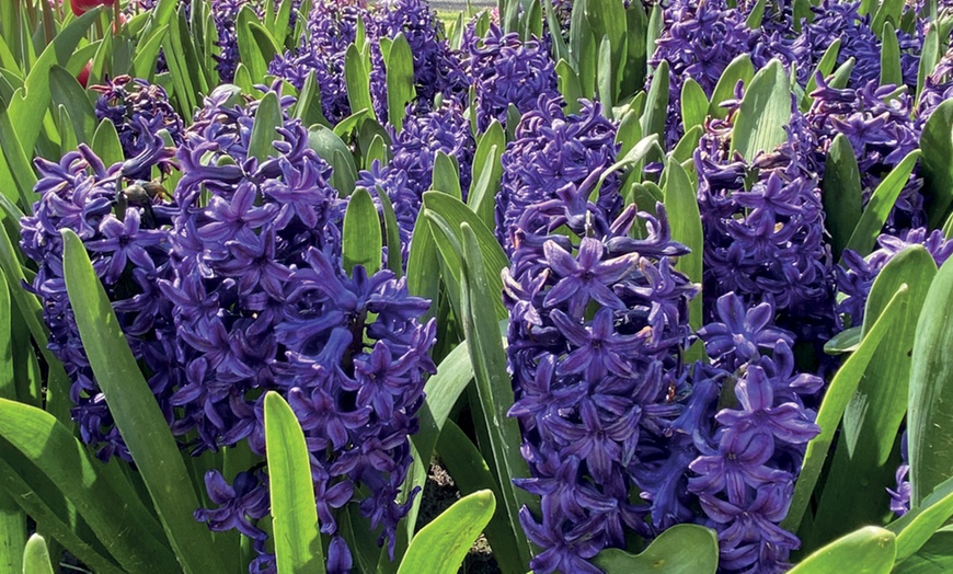 Image 3: 8, 16 or 32 Hyacinth 'Rhapsody in Blue' Hardy Bulbs