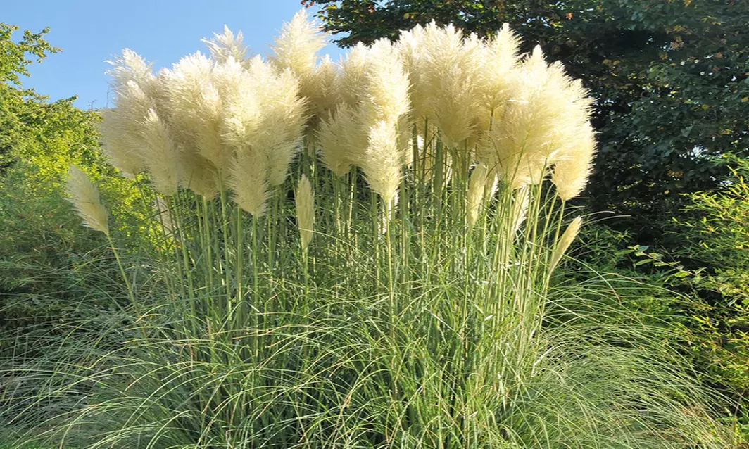 Set de 3 plantas de exterior Pampa