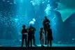 Dans un monde sous-marin spectaculaire : 1 entrée enfant ou adulte pour l'aquarium Nausicaá - Image 7