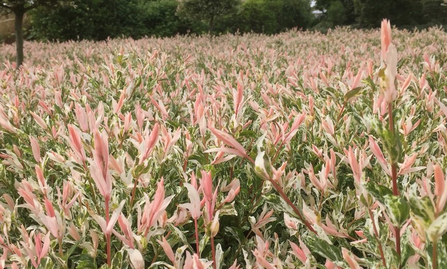 Image 1:  Conjunto de arbustos Salix integra ''Flamingo''