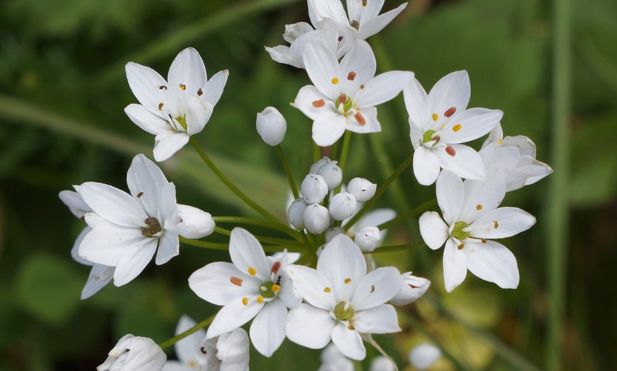 Image 2: 90, 180 or 270 Bulbs of Mini Allium Collection