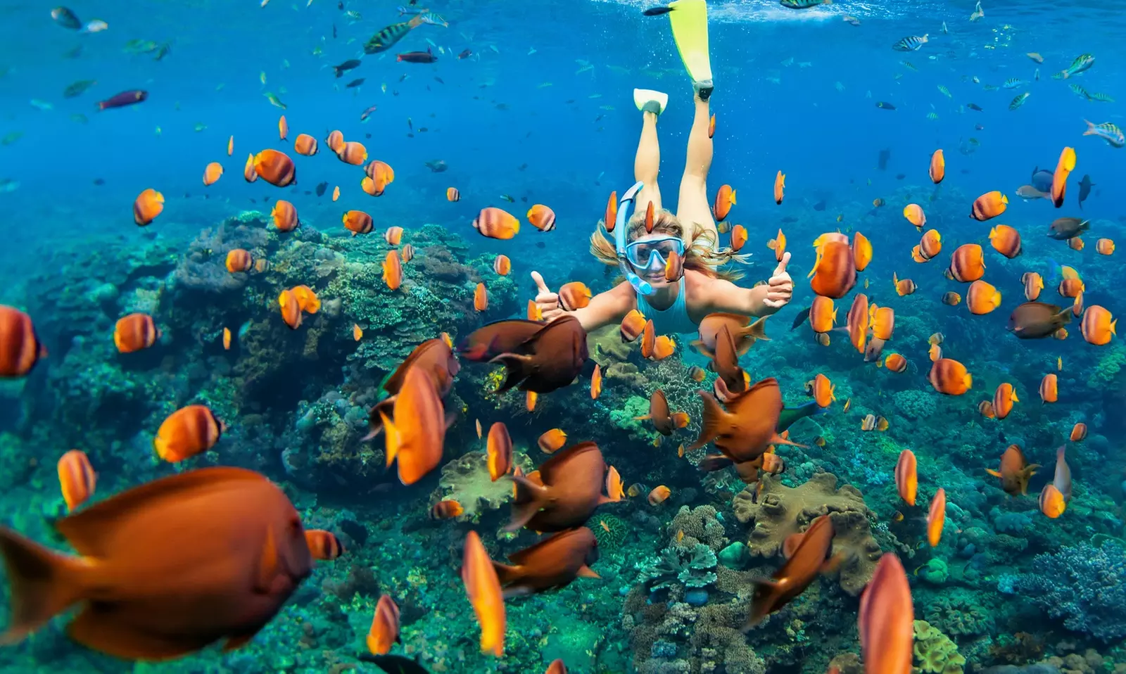 Snorkel with Dolphins Adventure Tour for One, Two, or Four from Aloha Dolphin Tours (Up to 51% Off) - Second Medium