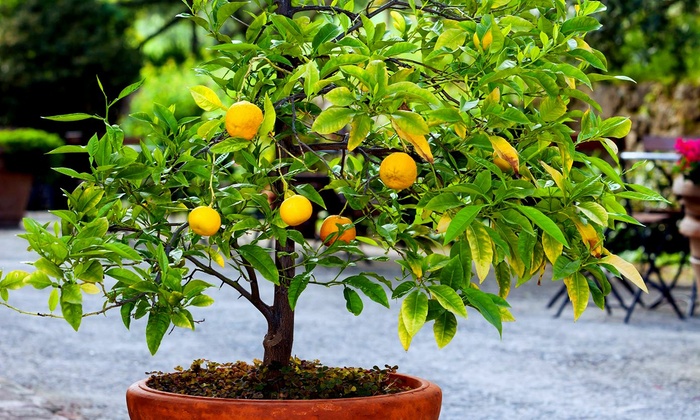 Mediterranean Fruit Trees | Groupon Goods