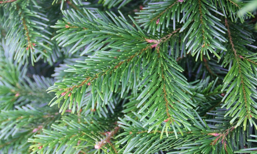 Image 5: Nordman Fir Christmas Trees