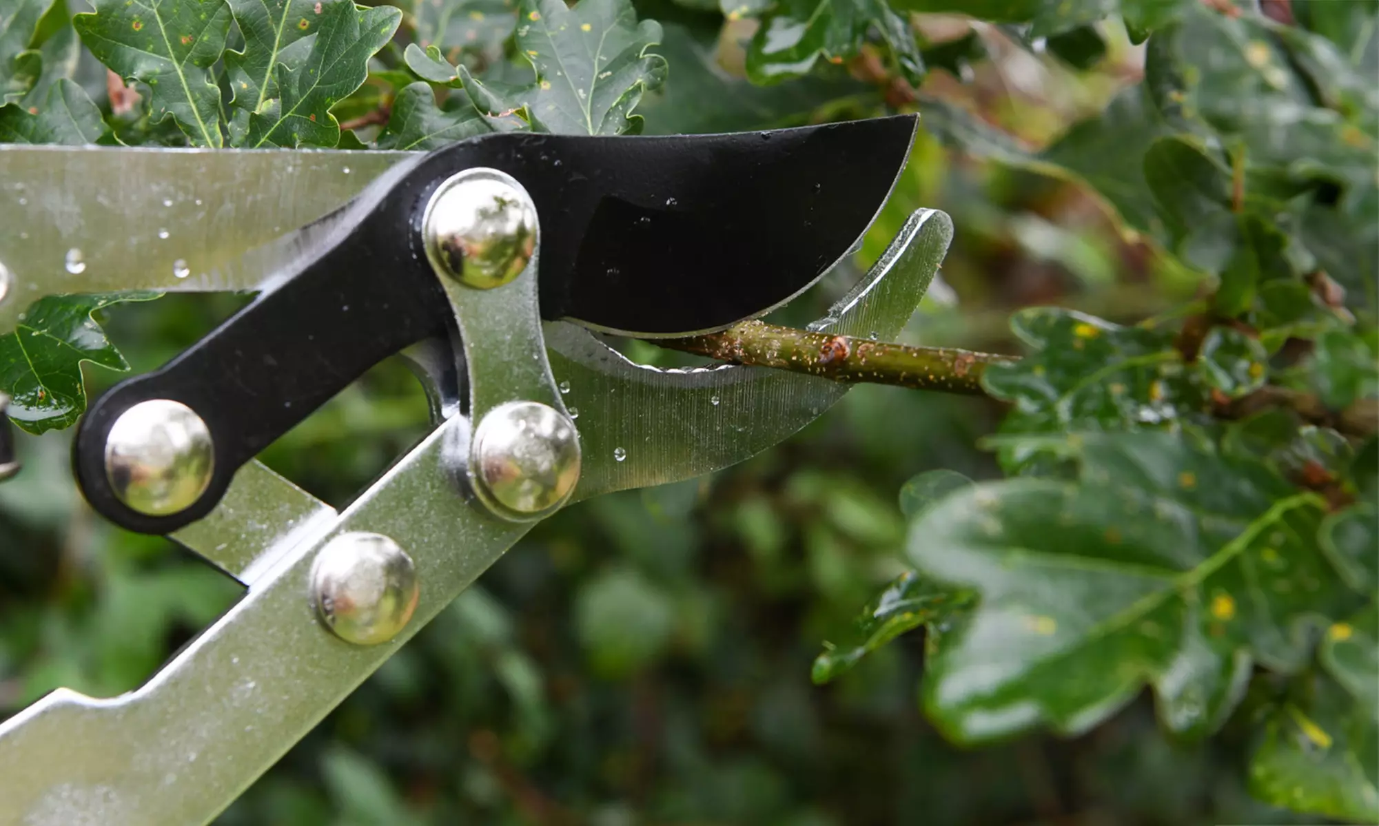 Garden Gear Tools - Telescopic Hedge Hears, Bypass and Anvil Loppers