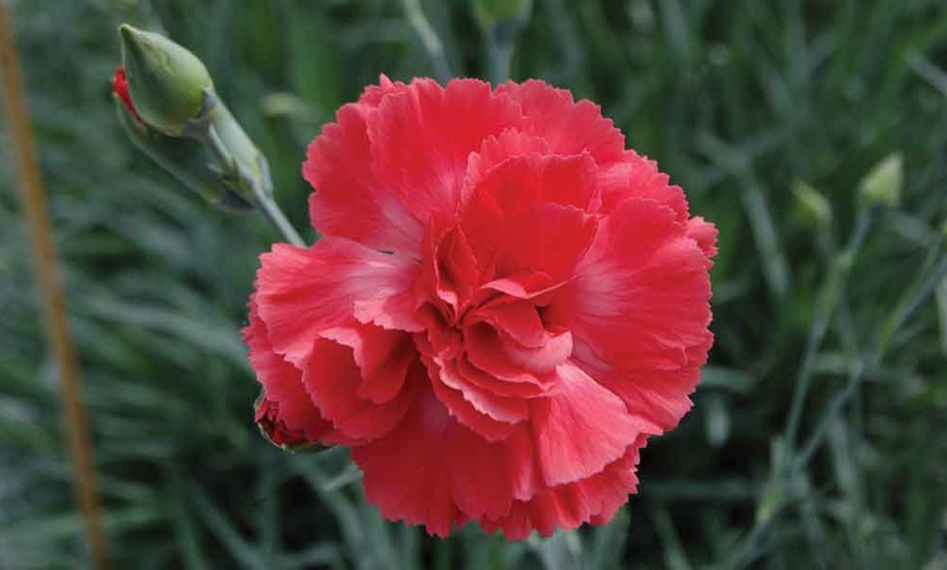 Image 5: Dianthus Cottage Garden Collection