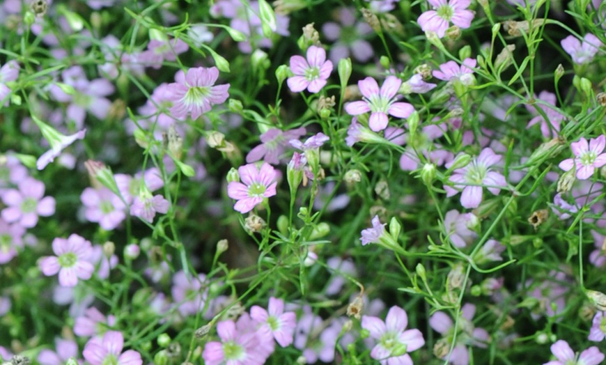 Image 3: Gypsophila Rosea Three or Six Plants