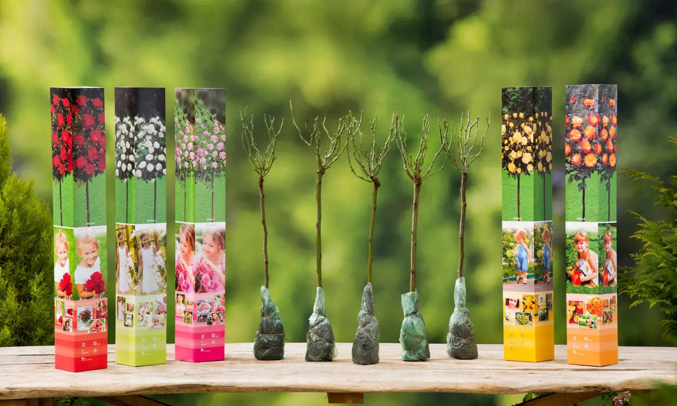 3er- oder 5er-Set Mini-Stammrosen in der Farbe nach Wahl - Primary Image