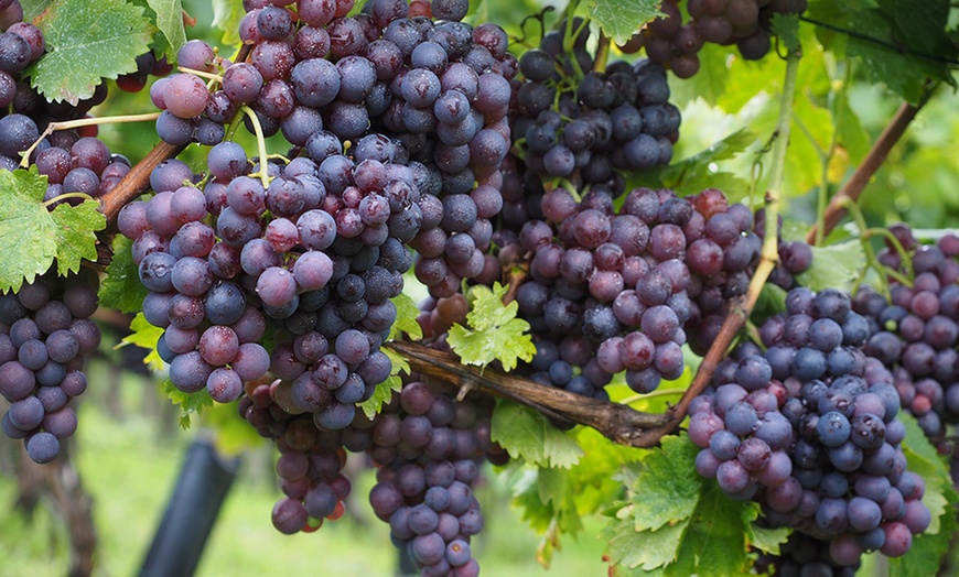 Image 3: Lot de 2 ou 4 plants de raisin à vin