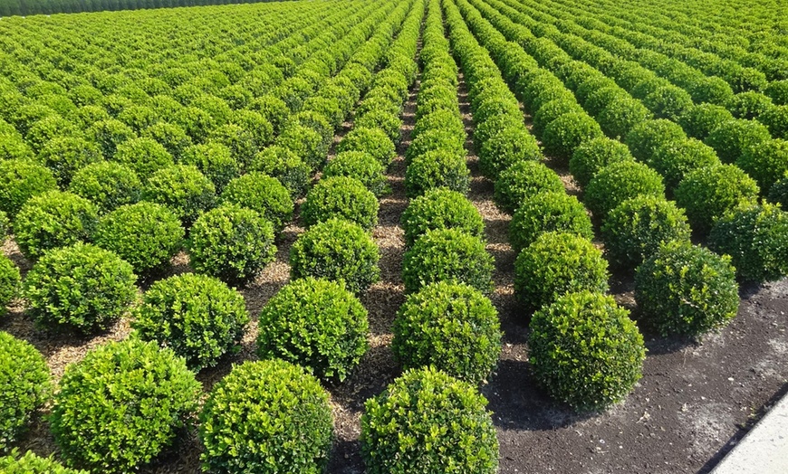 Image 5: 2,4 ou 6 Plantes boule Buxus