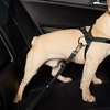 Image 5: Ceinture de sécurité voiture pour chien ou chat