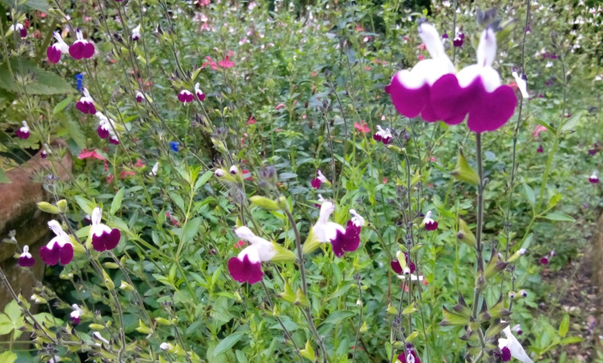 Image 1: Three or Six Salvia Neon Collection Plants 