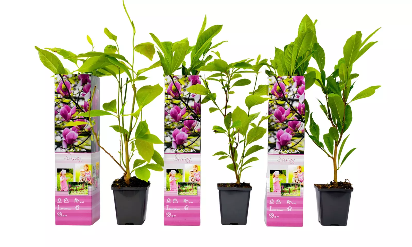 3x oder 6x Magnolien