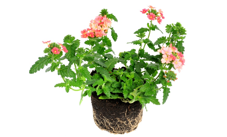 Image 6: Garden-Ready Verbena Plants