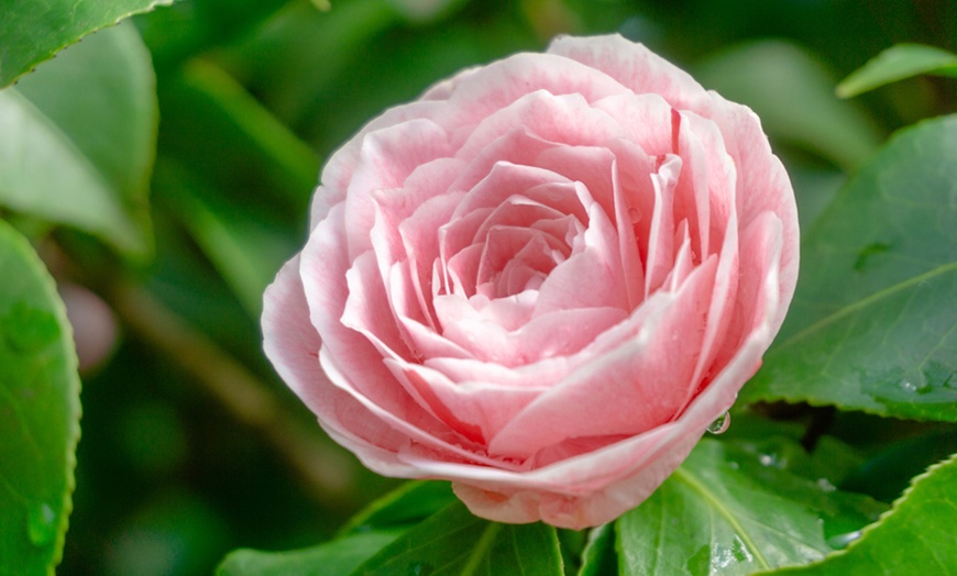 Image 2: One or Three Hardy Camellia Plants