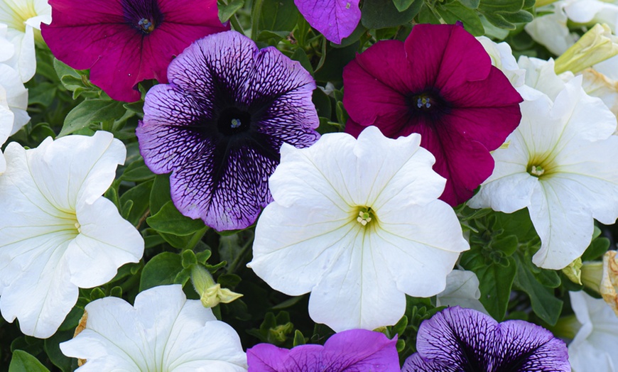 Image 3: 5, 10 or 20 Petunia Giant Mix Plants