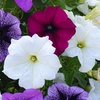 Image 3: 5, 10 or 20 Petunia Giant Mix Plants