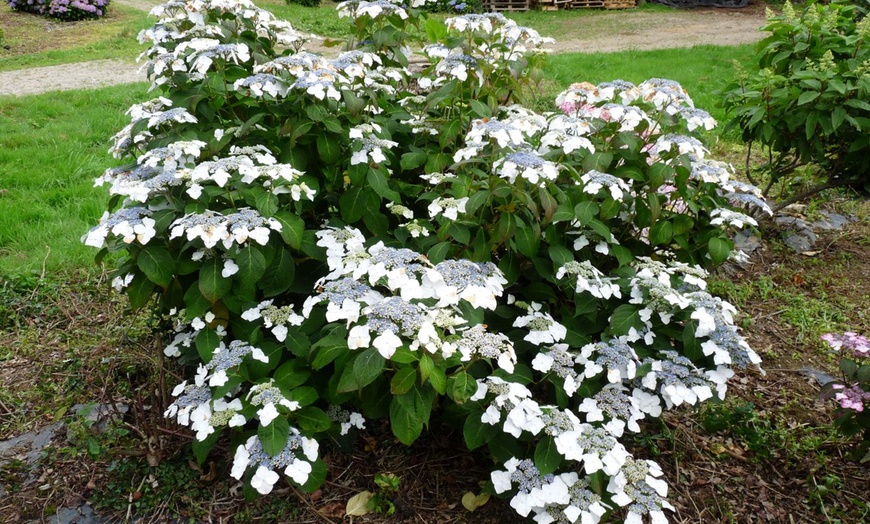 Image 7: Lot de 3 ou 6 hortensias Teller