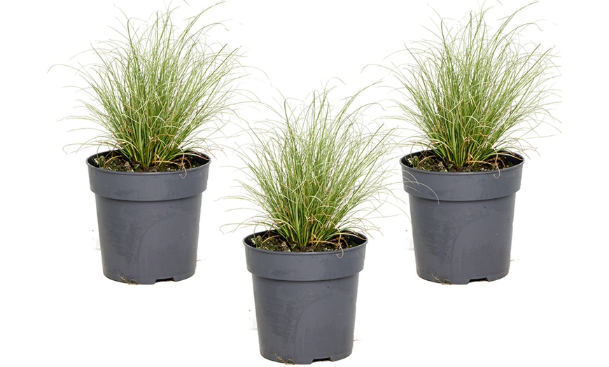 Image 2: XL Carex-Gras „Amazon Mist“