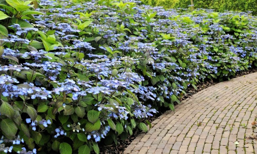 Image 2: Plantes Hydrangea serrata ‘Summer Glow’ 