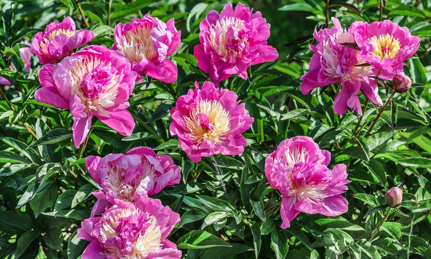 Image 3: Pretty Peony Collection - 3 Plants