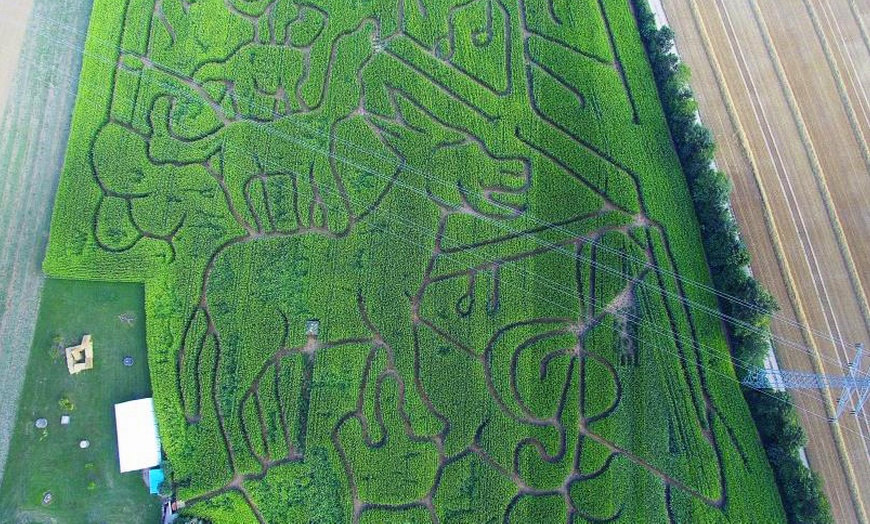 Image 1: Maislabyrinth bei Horb