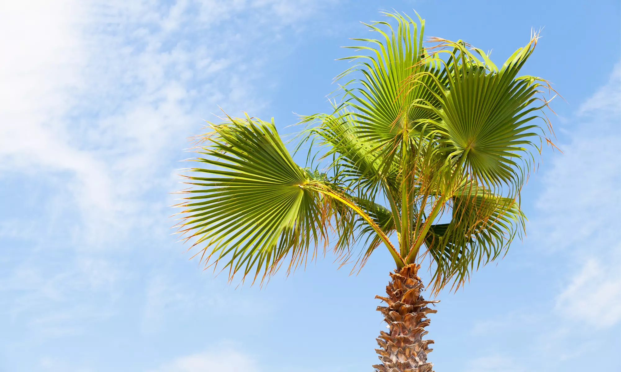 1 of 2 Mexicaanse waaierpalm in kweekpot - Primary Image