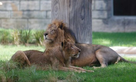 Abu Dhabi: 1-Night Stay with Zoo Tickets