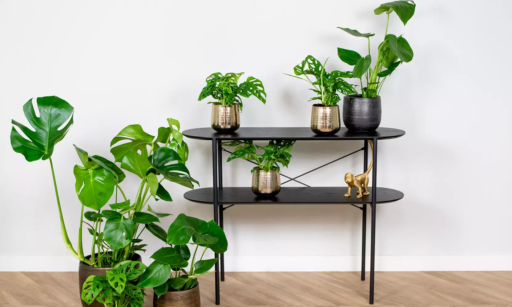 1 of 2 Monstera Deliciosa Gatenplanten van 50-60 cm of 70-80 cm