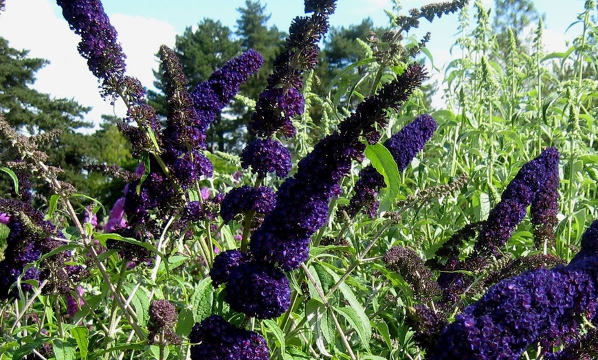 Image 1: Plantas que atraen mariposas