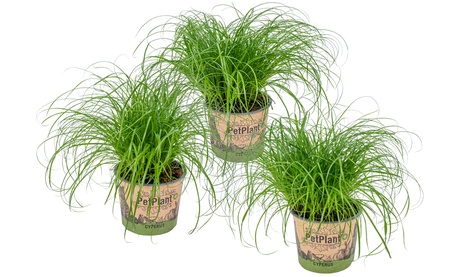 Set di 3 o 6 piante di Cyperus