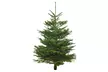 Nordmann-kerstboom van 100-125, 125-150 of 150-175 cm - Image 2